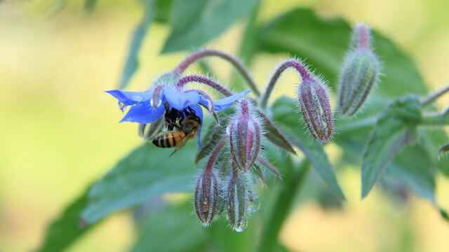 蜜蜂採蜜